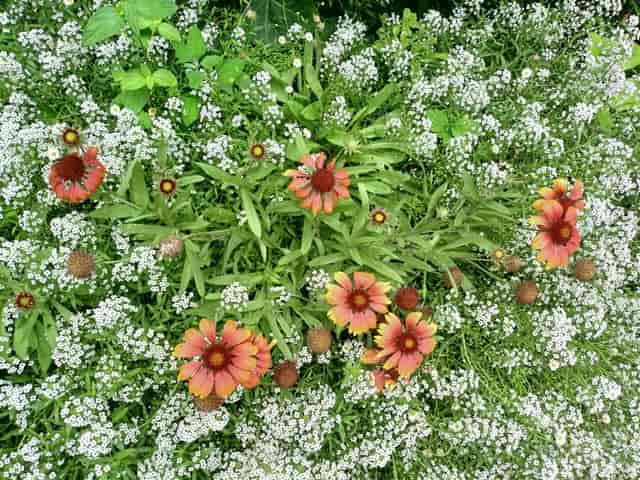 Vibrant garden with colorful flowers, perfect for outdoor events and celebrations.