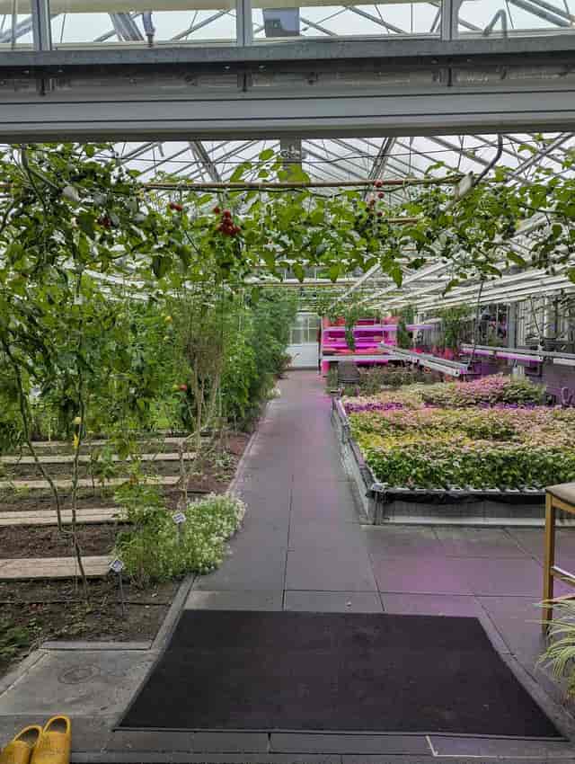 Vibrant greenhouse with lush plants for serene events and creative workshops at De Kas.