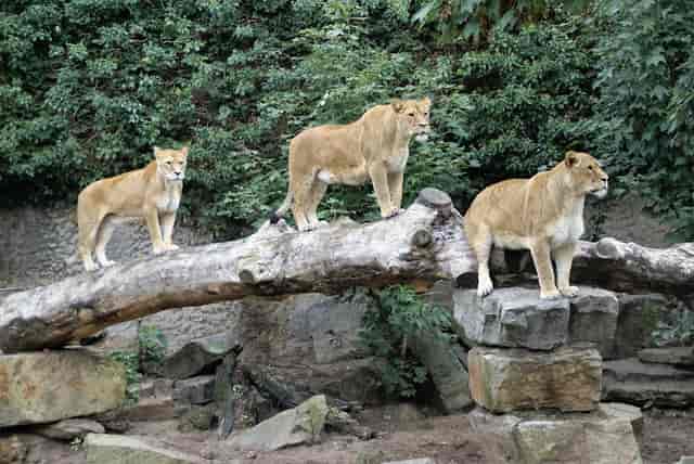 Lions on log at Tiger Hall, ARTIS: outdoor event inspiration, teamwork themes.