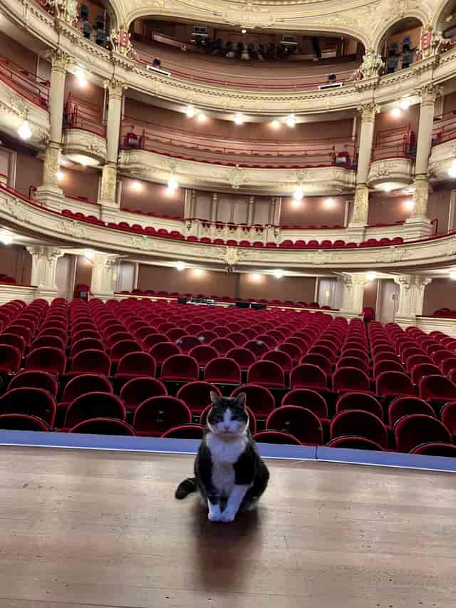 Empty Grote Zaal theater with red seating and a cat, perfect for events and performances.