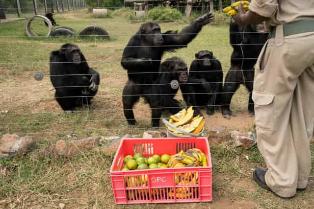 Chimpanzee Sanctuary