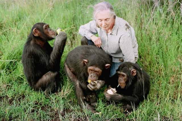 Chimpanzee Sanctuary
