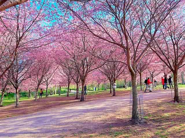 Kirsikkapuisto park with blooming cherry blossoms, perfect for spring events and gatherings.