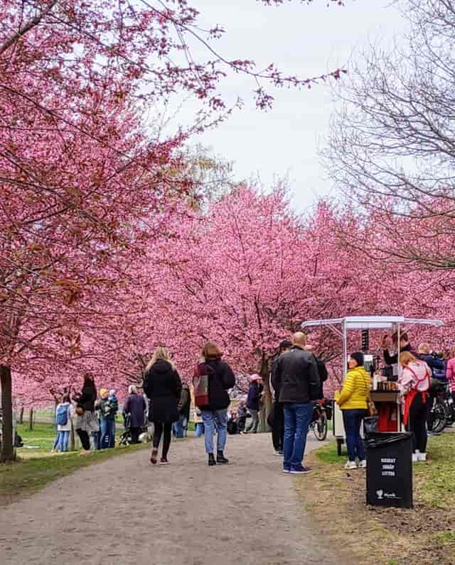 Cherry blossoms at Kirsikkapuisto, ideal for spring festivals and outdoor events.