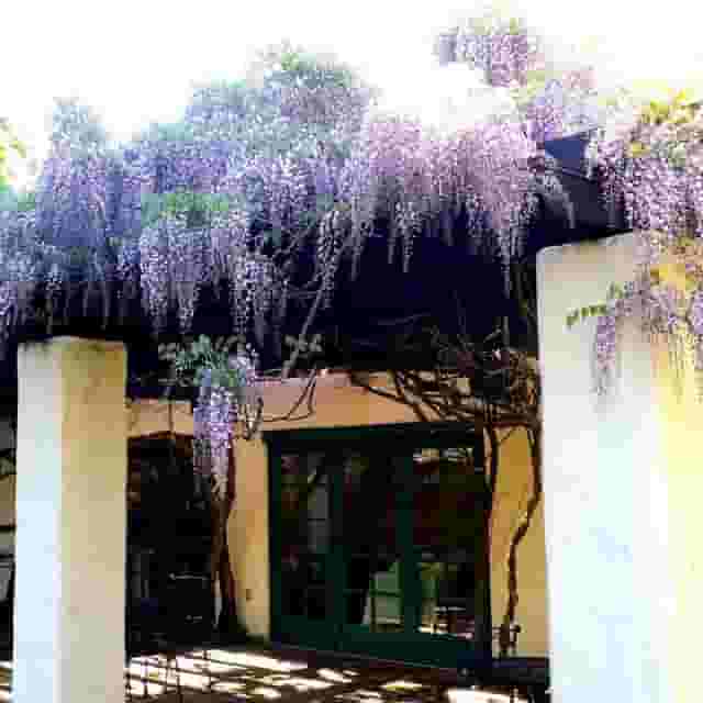 Café Wisteria