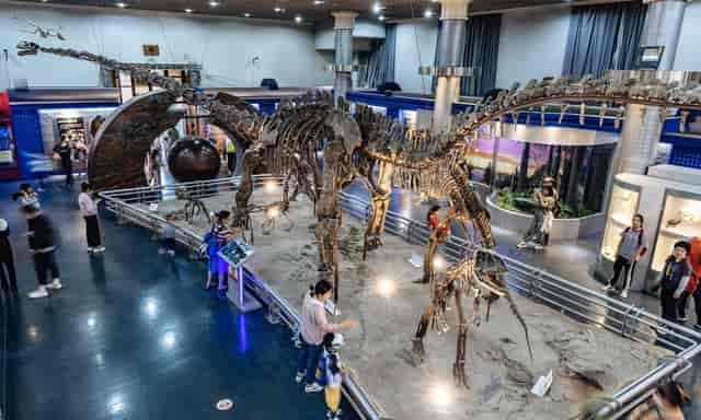 Dinosaur skeletons exhibit in National Museum of China, ideal for themed events and workshops.