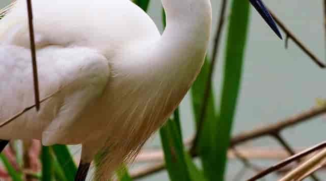 White bird among lush greenery at Houston Audubon, ideal for outdoor retreats and wellness events.