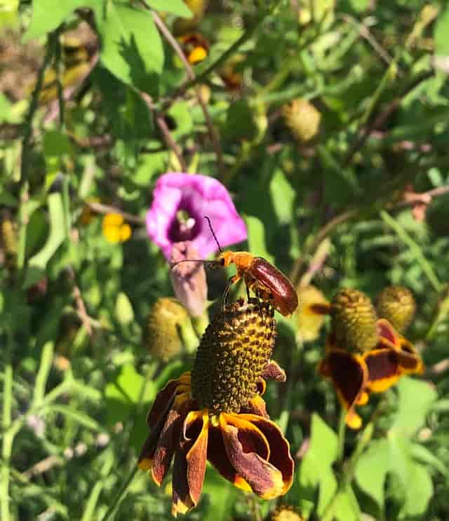 Bee in vibrant garden at Natives Nursery, Houston Audubon, perfect for outdoor events.