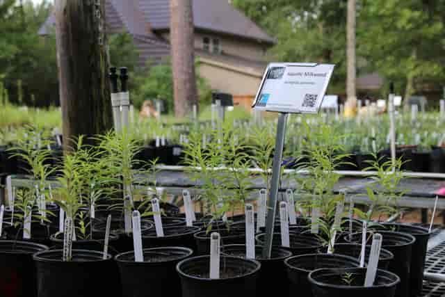 Natives Nursery in Houston Audubon, ideal for eco-friendly events and workshops.