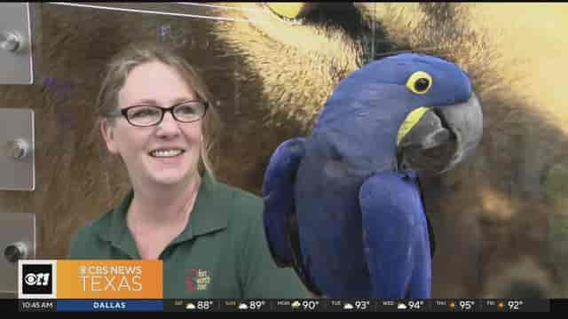 Fort Worth Zoo’s Exploration & Learning Center: educational event with vibrant parrot.