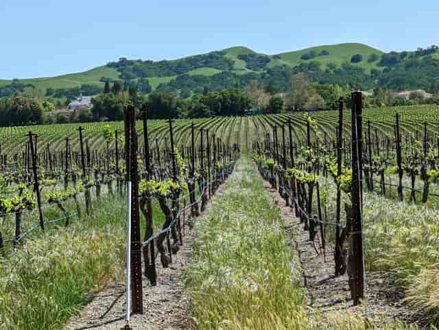 Palm Event Center in the Vineyard - >Craig Humphreys</a>