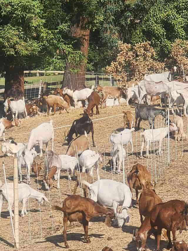 Diverse goats in San Jose Country Club patio, ideal for rustic outdoor events.