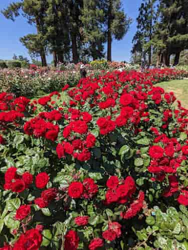 Vibrant red roses in San Jose Rose Garden, perfect for outdoor weddings and events.