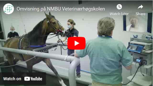 Equine treadmill vet science event, NMBU.