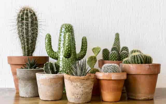Cactus decor, event centerpiece, desert chic, plant display