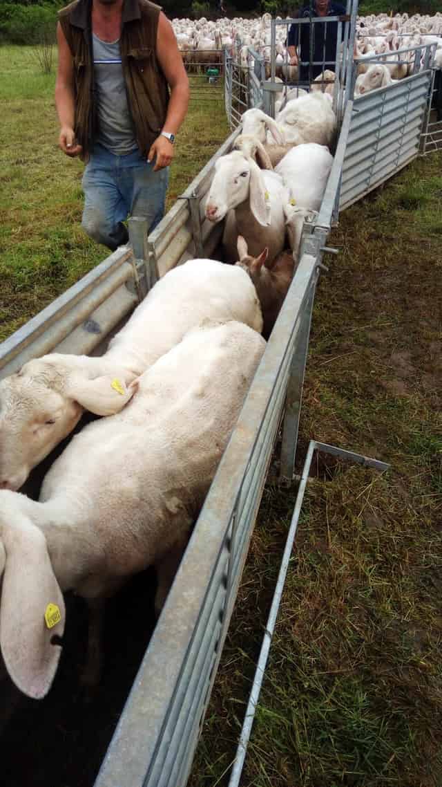 Città del Sud