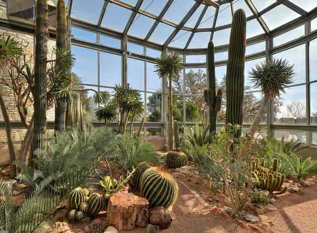 Desert Greenhouse Driftwood Event Botanical