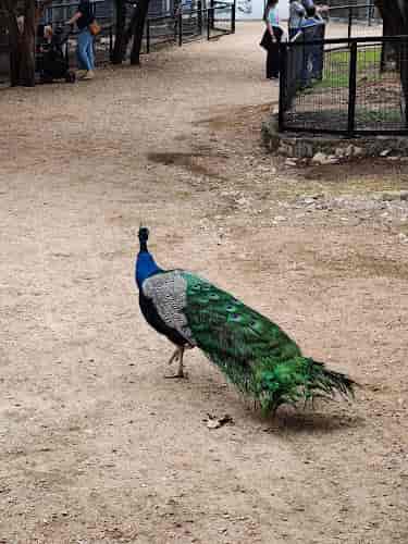 Peacock at Austin Zoo Gala Event