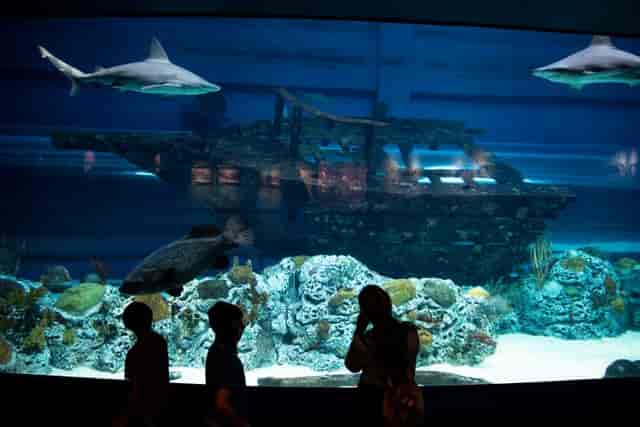 H-E-B Caribbean Shark Exhibit: Texas Aquarium event venue