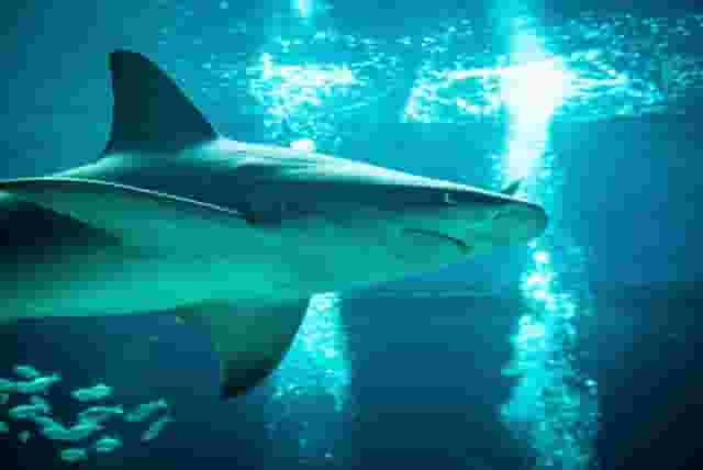 H-E-B Caribbean Shark Exhibit