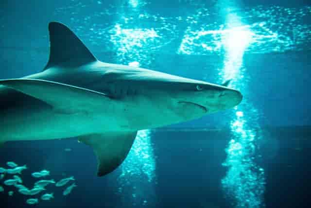H-E-B Caribbean Shark Exhibit, Texas Aquarium gala, underwater networking