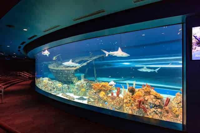 Gulf of Mexico Experience