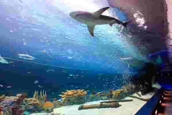 Gulf of Mexico Experience