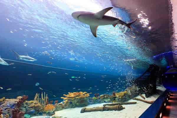 Texas Aquarium Gulf gala event