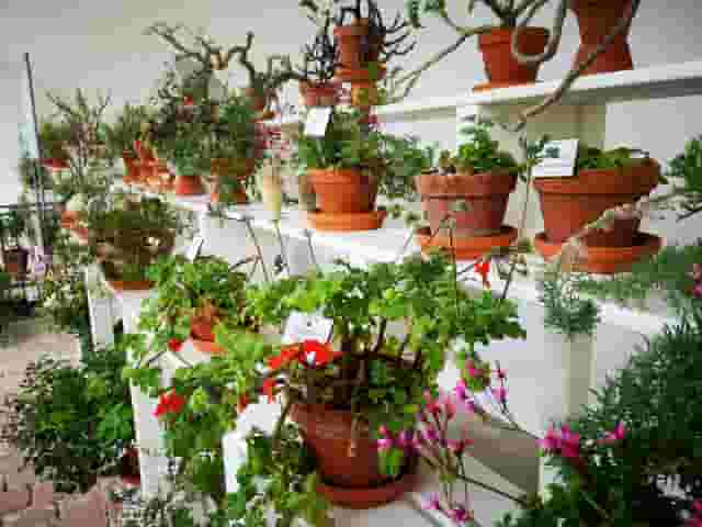 Geranium House