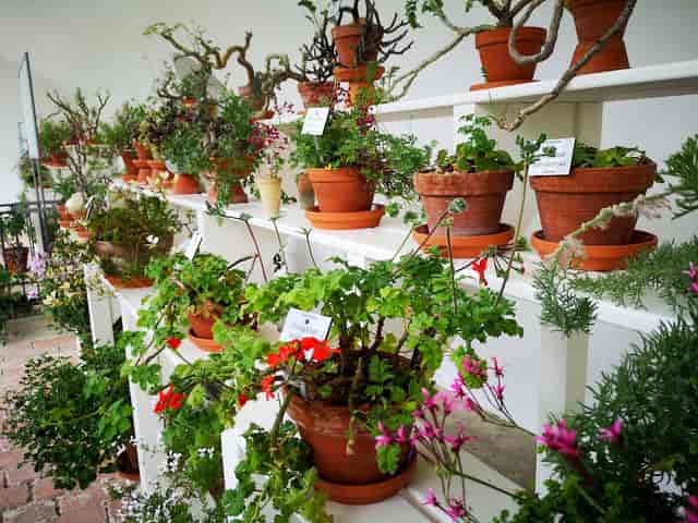 Nymphenburg Geranium House, botanical display, garden party, wedding