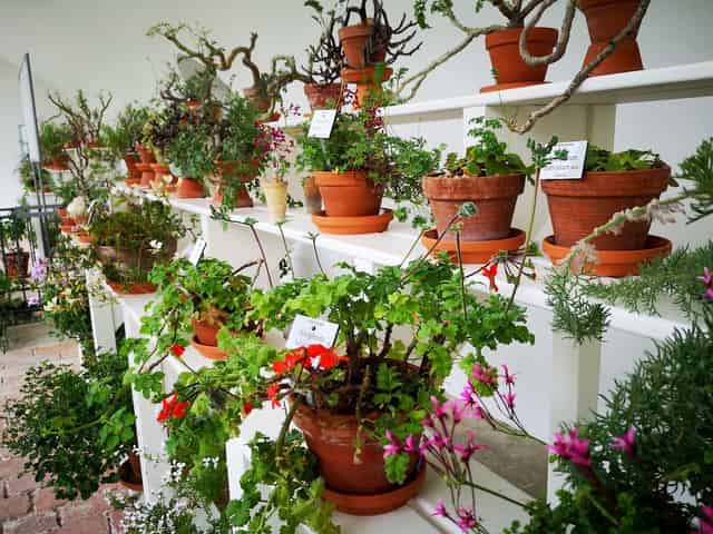 Geranium House