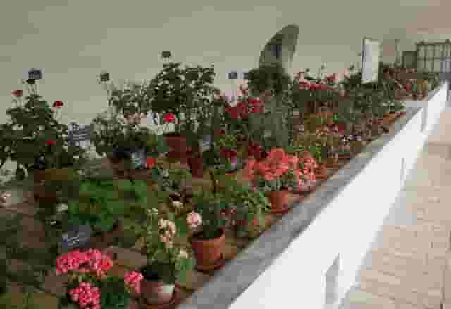 Geranium House