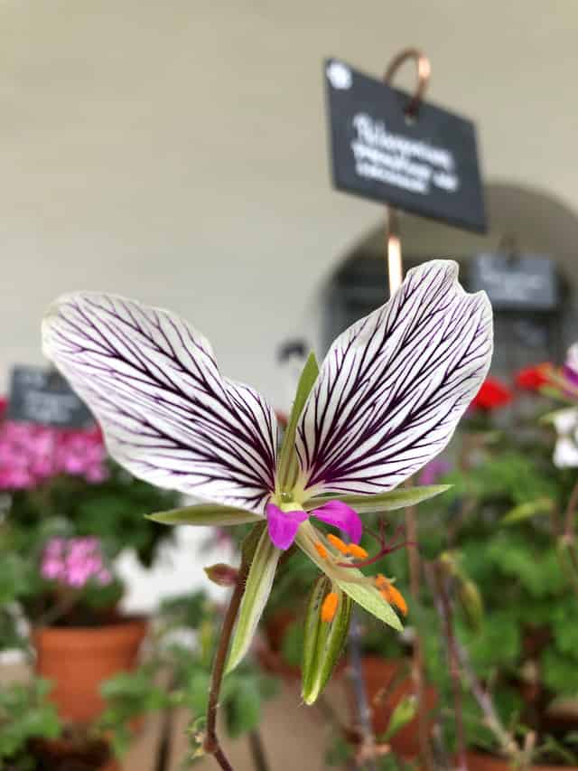 Geranium House