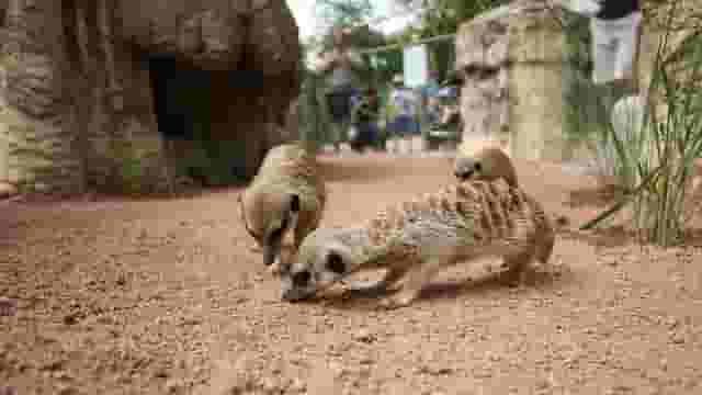 Afrika-Anlage