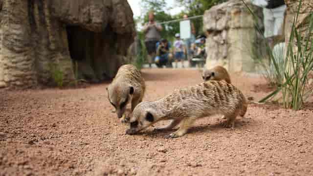 Afrika-Anlage at Tierpark Hellabrunn: immersive floor-level zoo exhibit event.