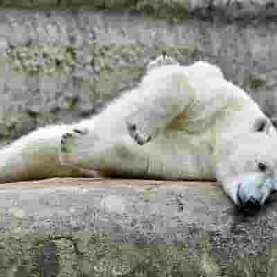 Polar World