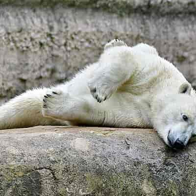 Event planner exhausted at Polar World conference, business event stress.