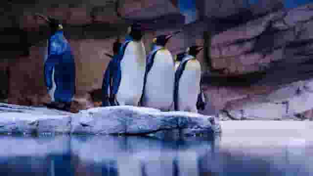 Polar World