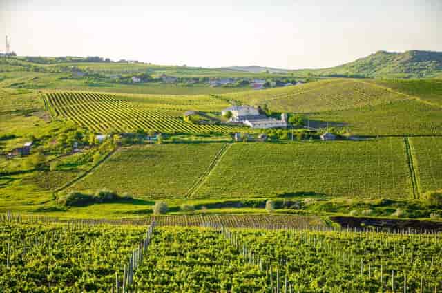 Crama Cotnari vineyard, luxury corporate retreat venue for incentive trips and networking events.