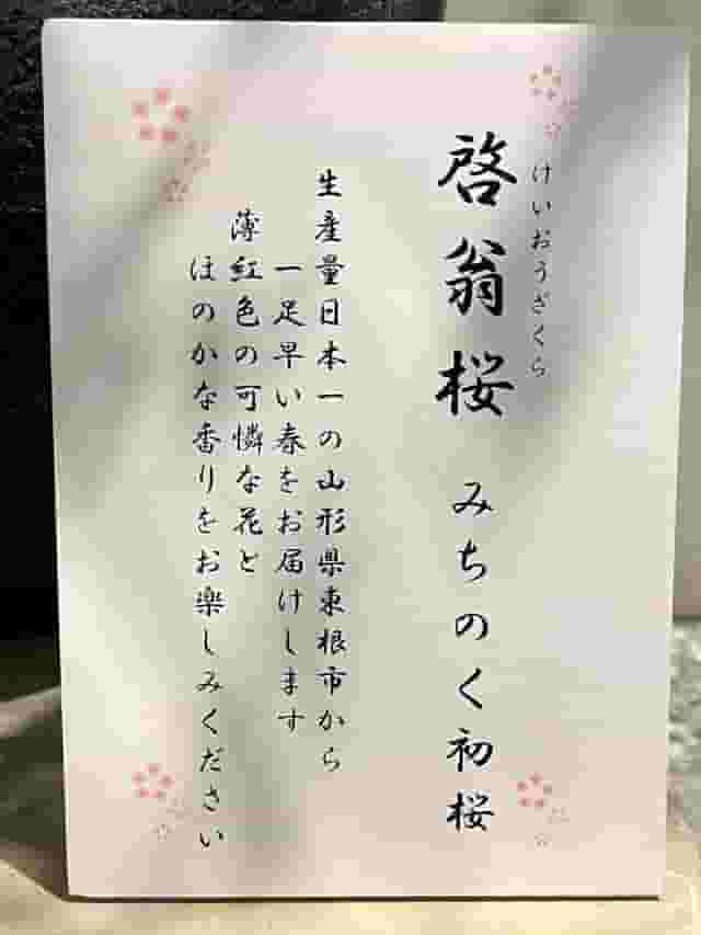 Sakura