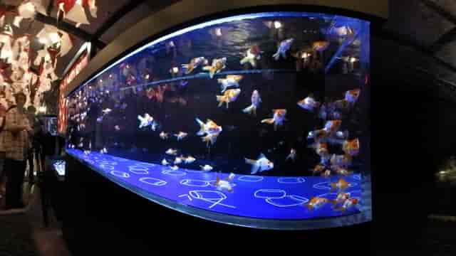Sumida Aquarium immersive centerpiece for themed gala or networking event.