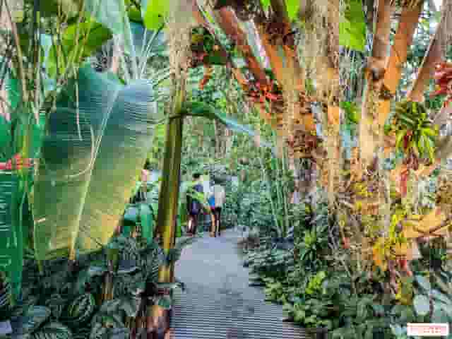Tropical Hothouses
