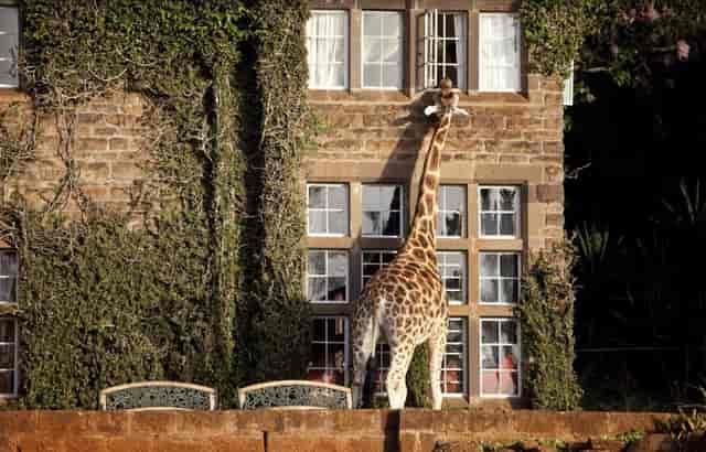 Lodge Review | Giraffe Manor, Kenya ...