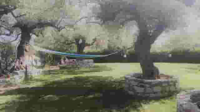 The Garden of Olive Trees