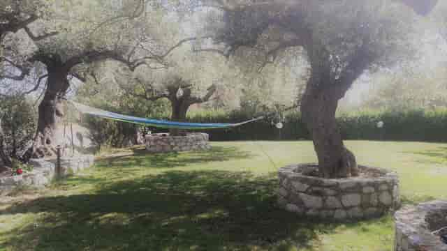 Olive trees at Villa Parco della Vittoria, perfect for wellness retreat or incentive trip.