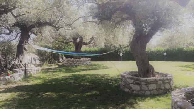 The Garden of Olive Trees