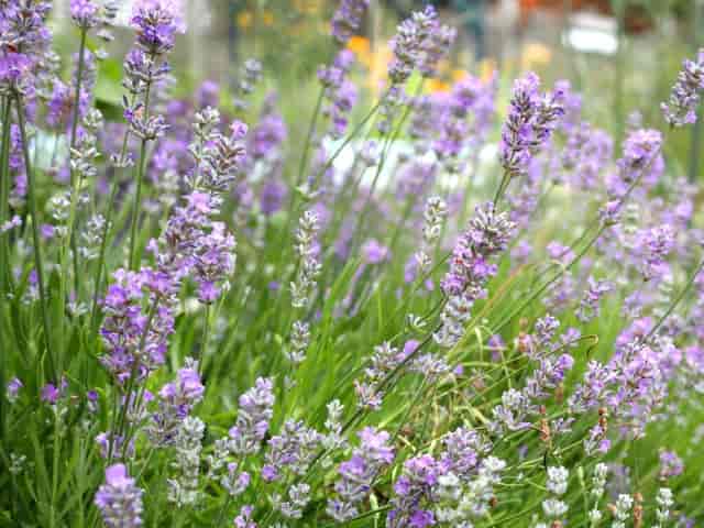 Babylon Garden Centre nursery for wellness activations and sustainable corporate retreats.