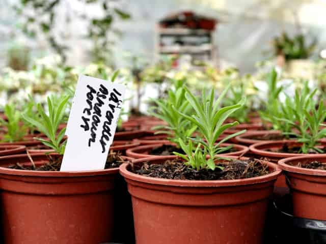 The Nursery
