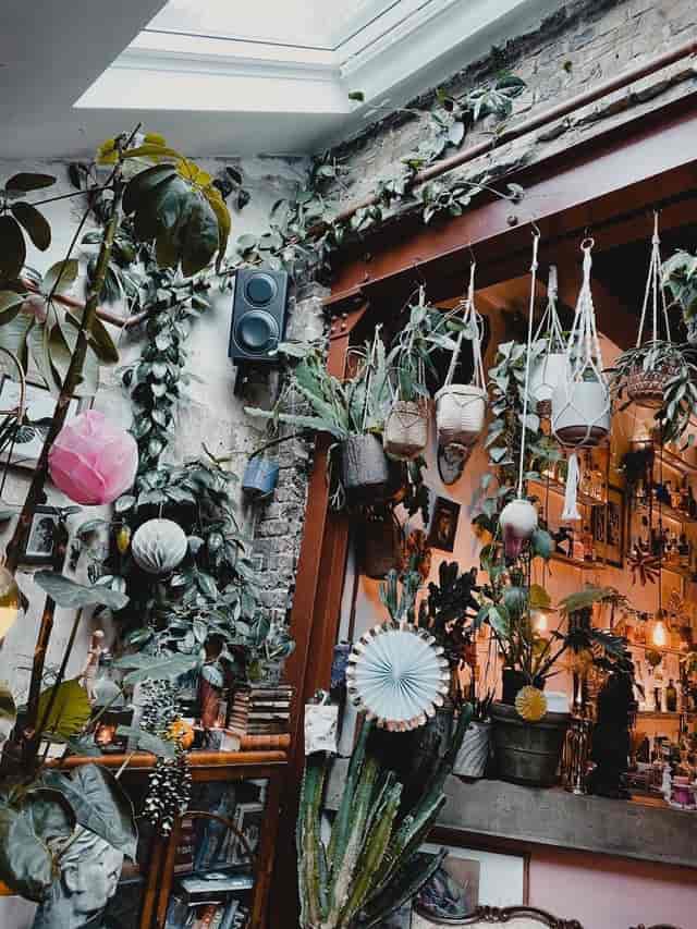 Bohemian cocktail bar in Zapoi with botanical decor, ideal for intimate event venue hosting.