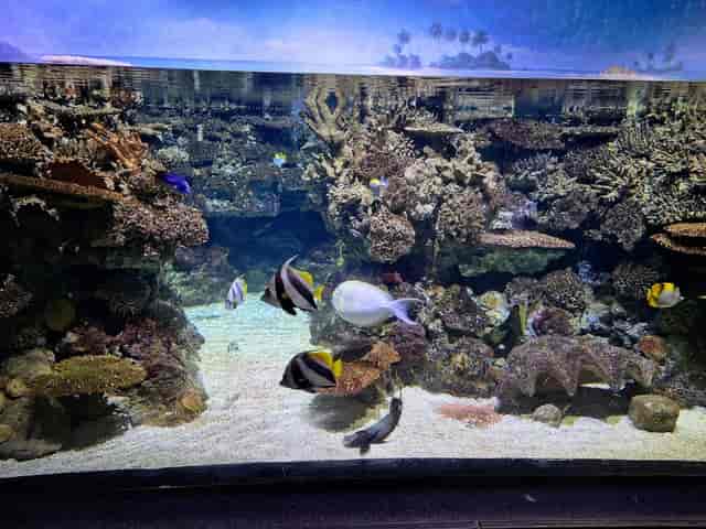L'Aquàrium - >?????? ?????????</a>